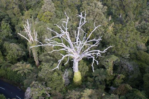 Kauri dieback