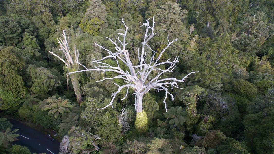 NZ native Kauri tree suffering kauri dieback