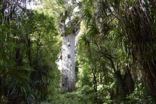 Kauri Tree Conservation